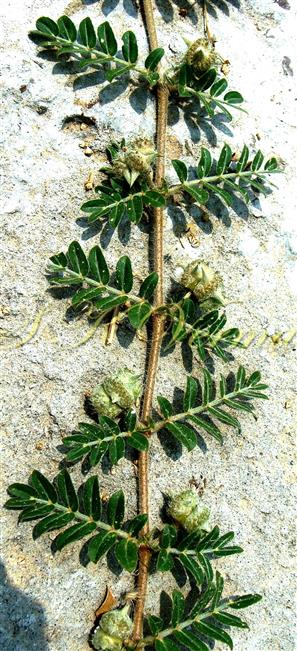  Stem with unequal leaf pairs